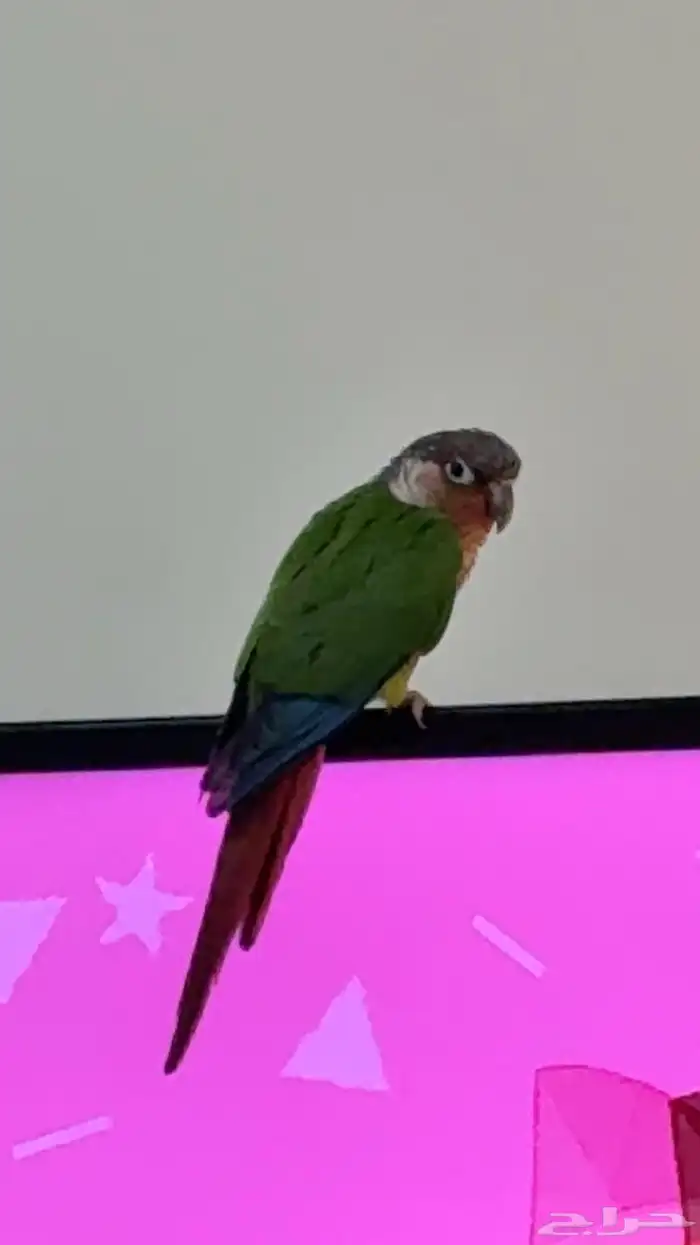 كونيوز اخضر 3