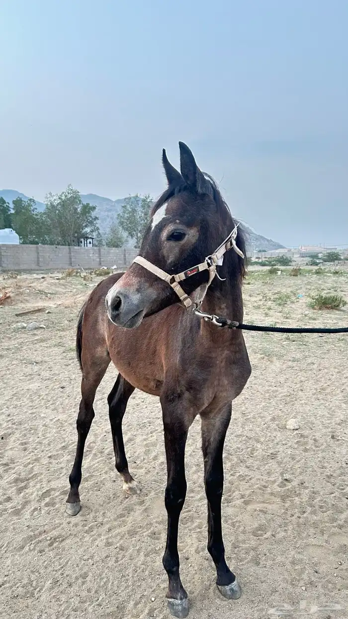 مهر ورق عمره سته شهور 1