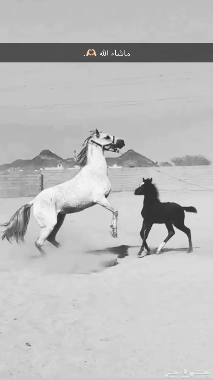 فرس شعبيه تحتها مهره على ميراج فرس حاره و ارتفاع 1