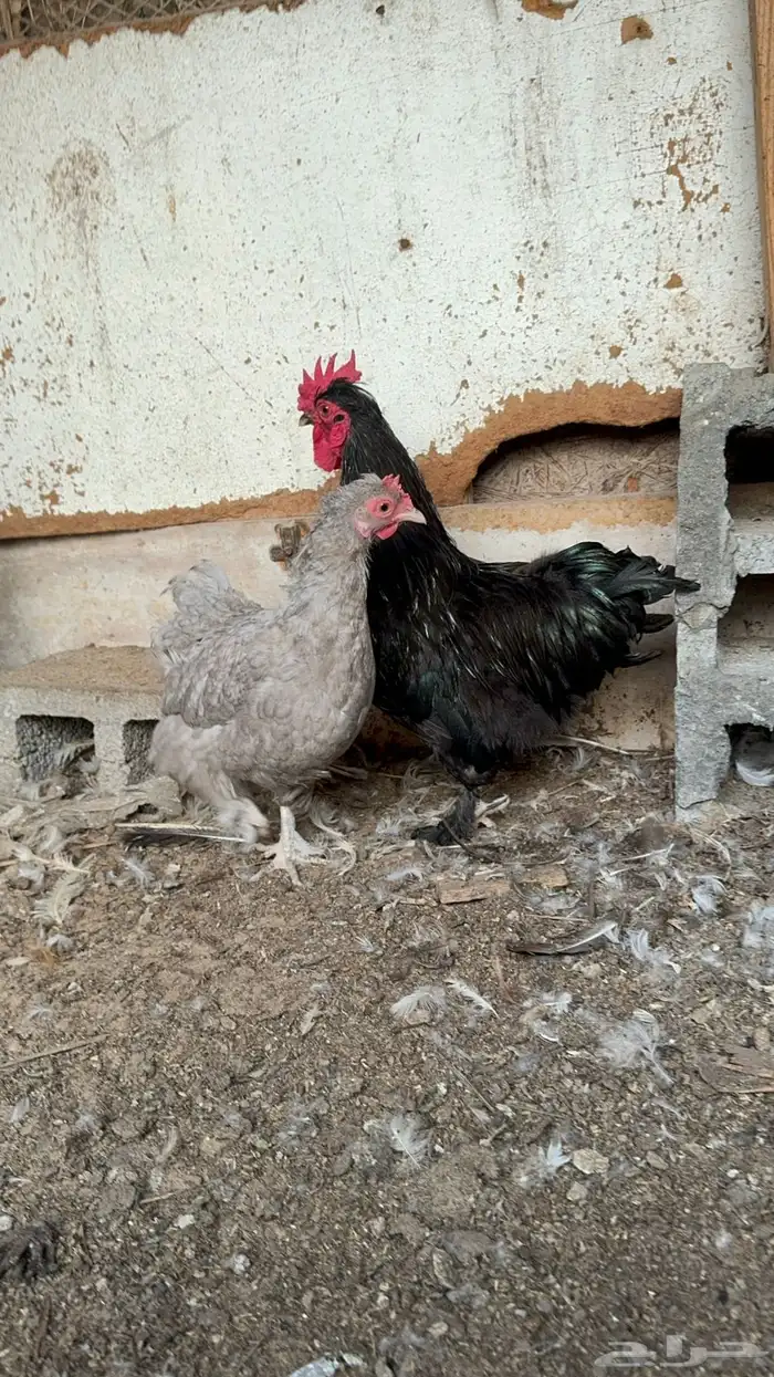 للبيع ديك ودجاجه كوشن ودجاجه امريكي 6
