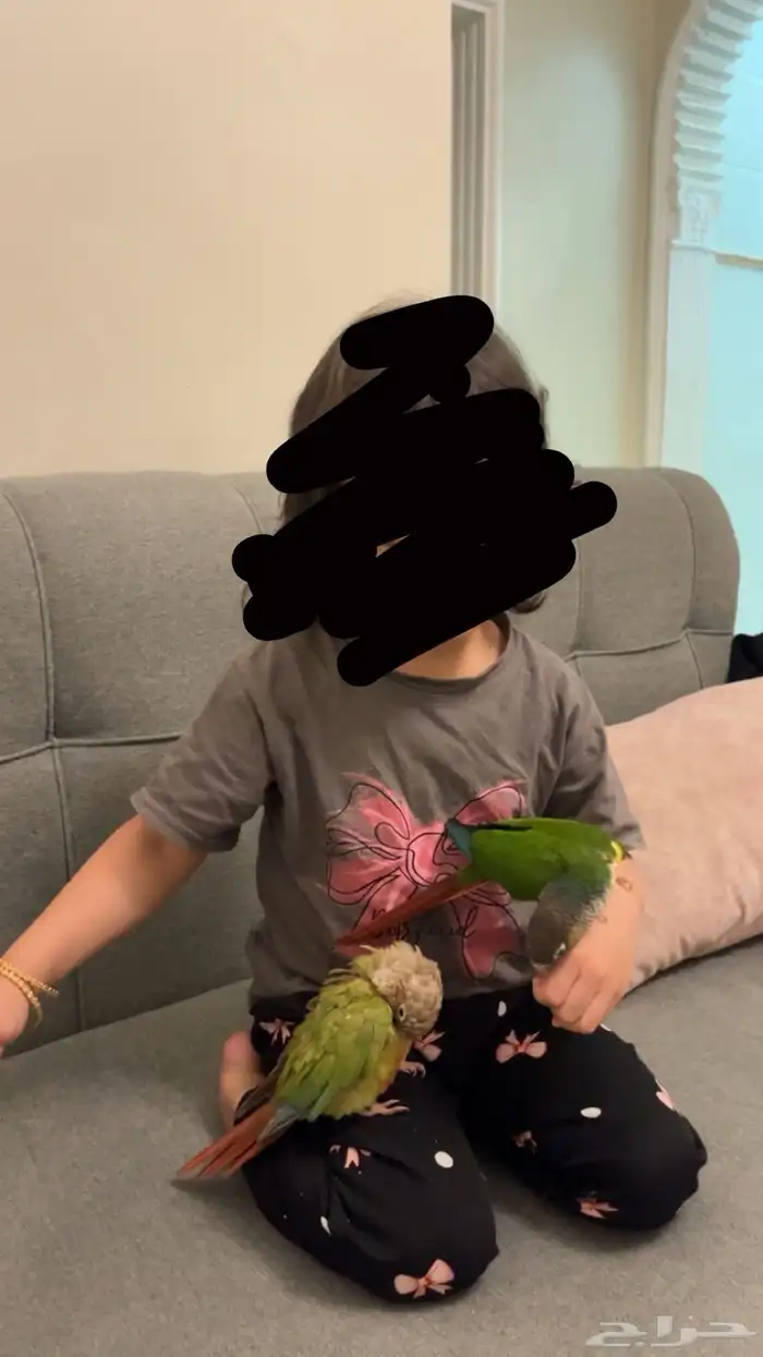 جوز ببغاء كنيور اليف 16