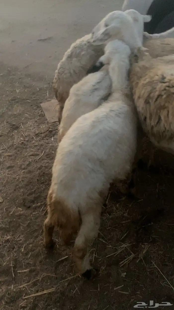 ضأن 3