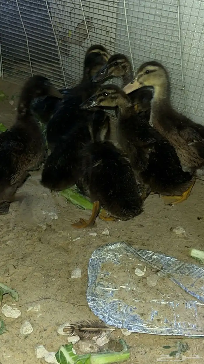 للبيع بط مصري نظيف 2