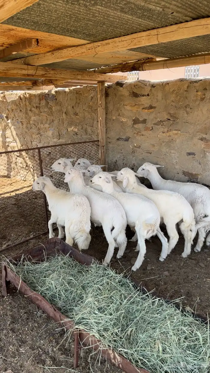 بهم حري مقفل شحم ولحم 3