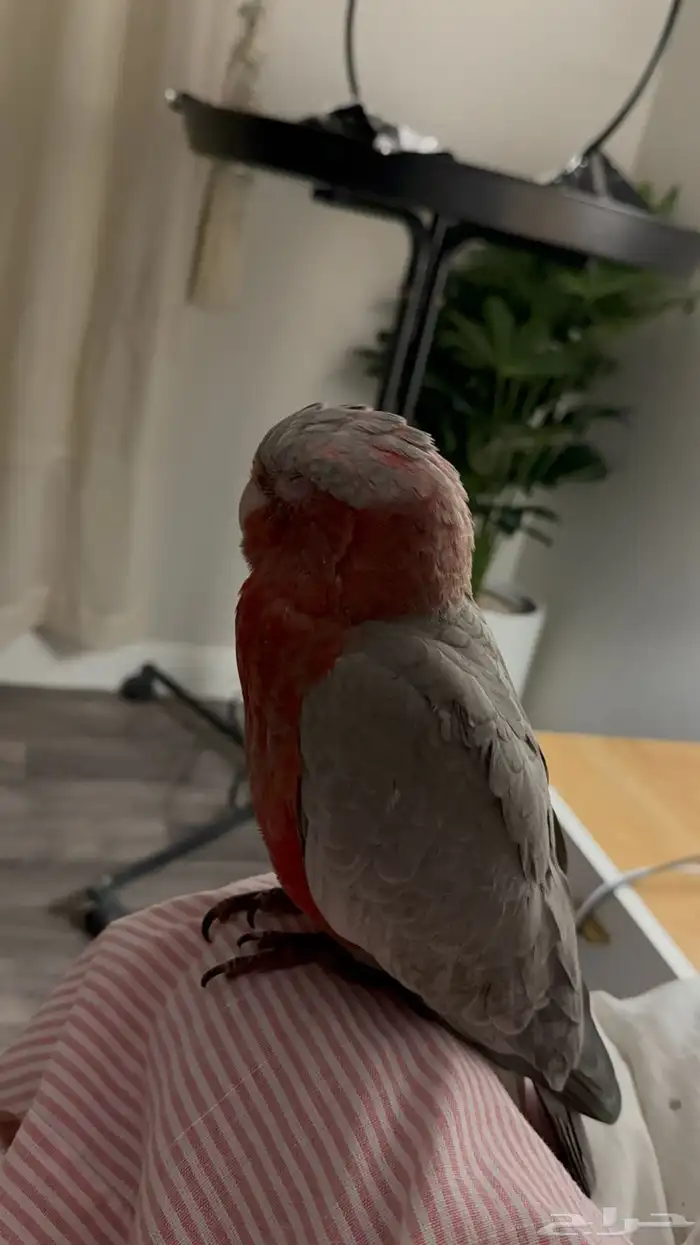 كوكاتو قالا فرخ 2