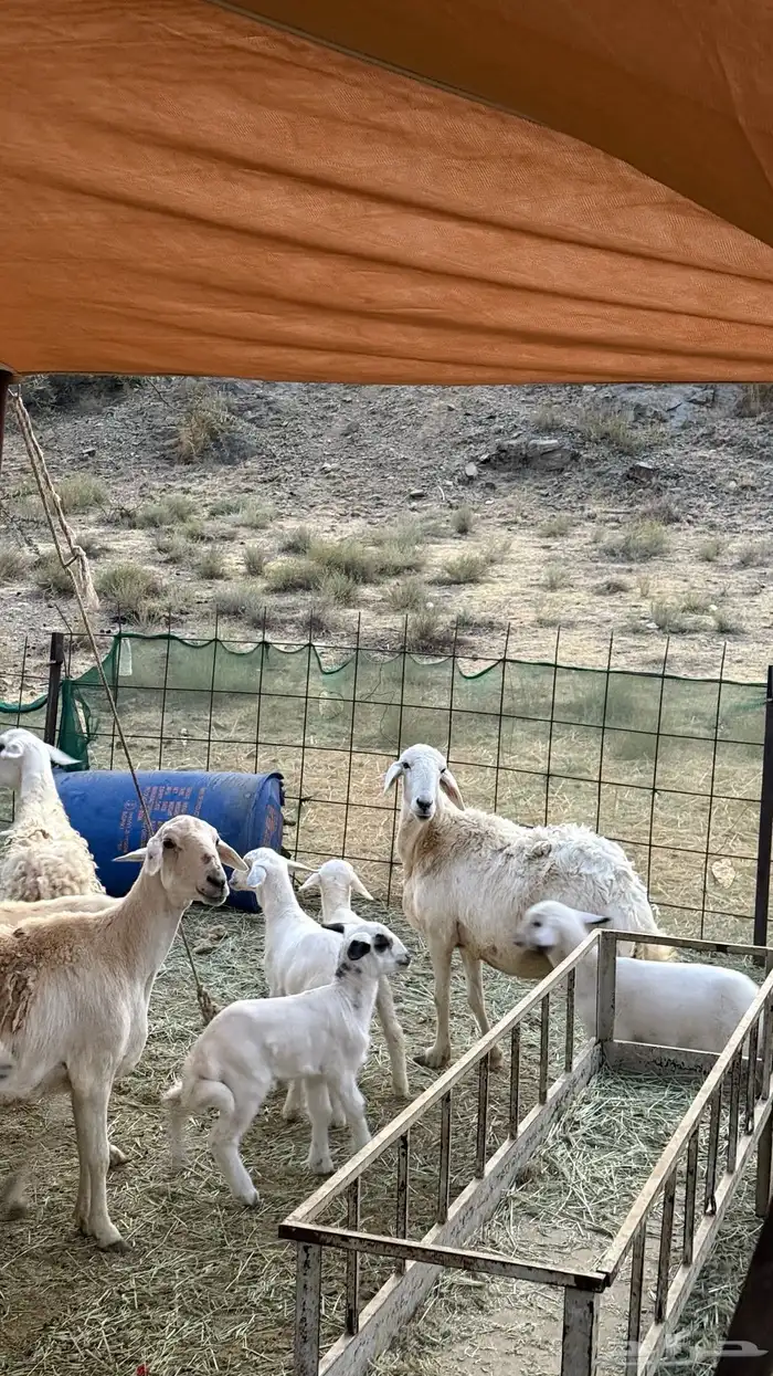 ضان مقاني حرش رقم 1 صنف وجروم ورعويه ومشروطه 17