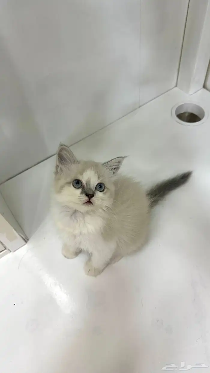 قطه صغيره للبيع 2