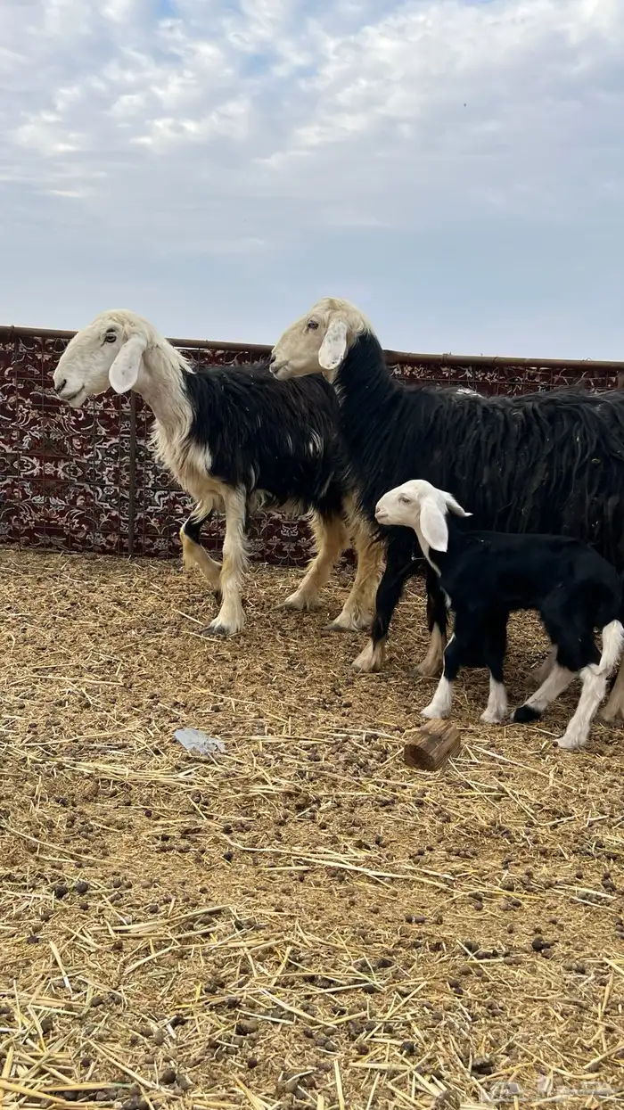 ضان نجد ولد 2