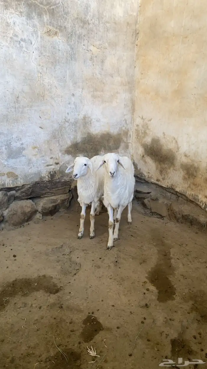 طليان حريه 4