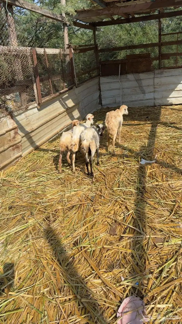 4 ضان للبيع 3