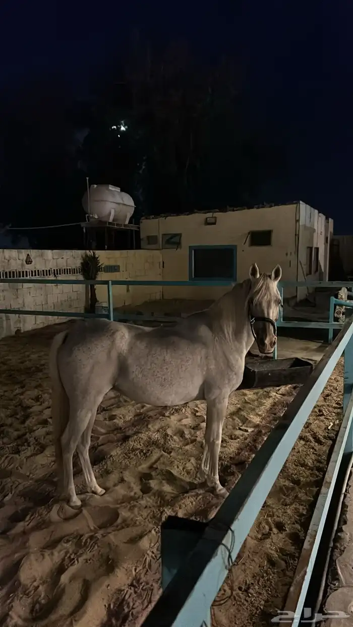 فرس واهو لقحه على ادهم 3