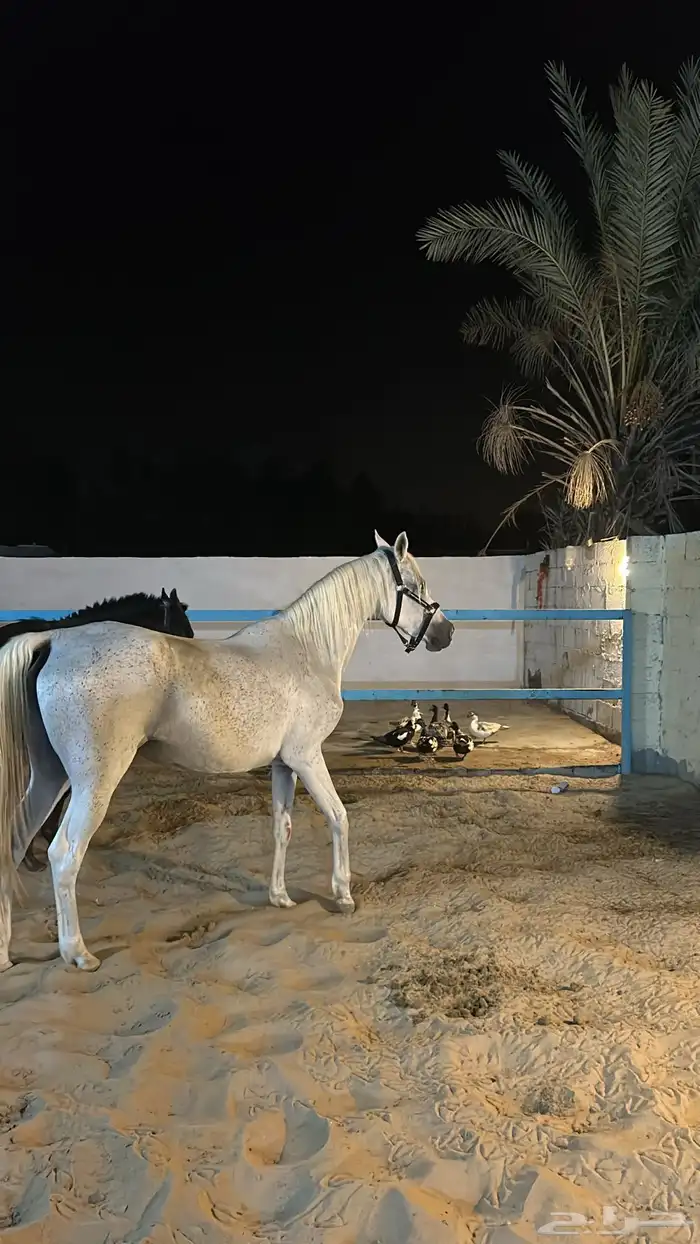 فرس واهو لقحه على ادهم 4