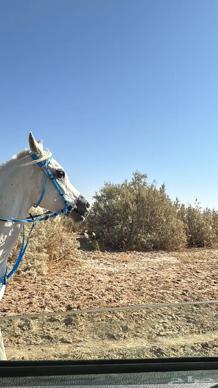 حصان شعبي للبيع 0