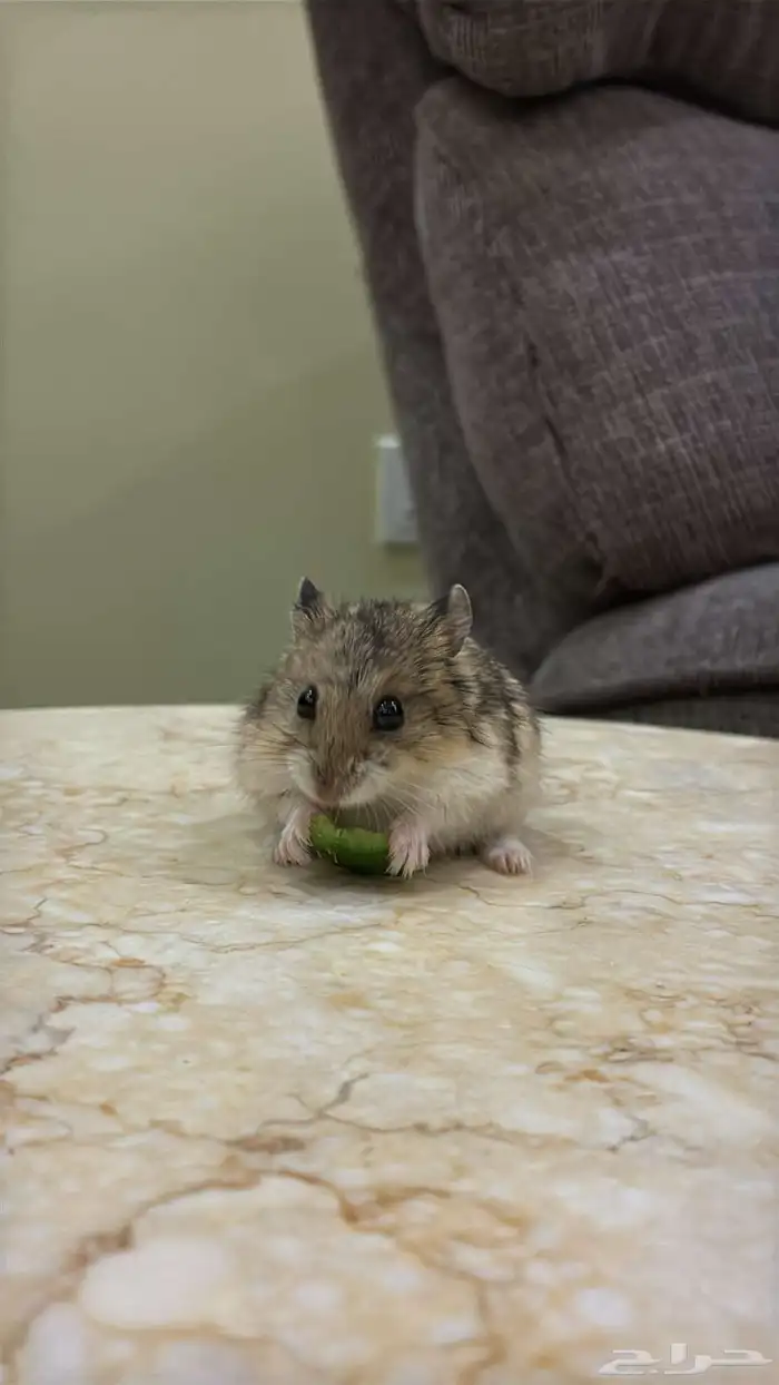 هامستر روسي 3