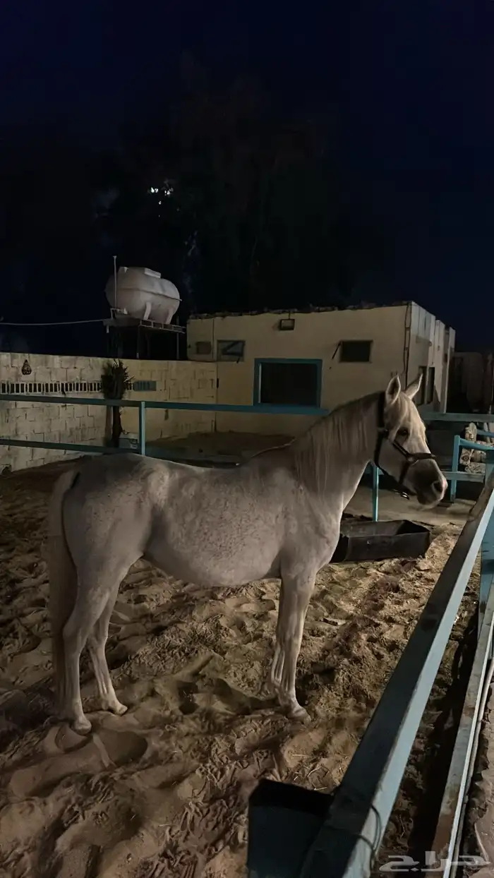 فرس واهو لقحه على ادهم 1