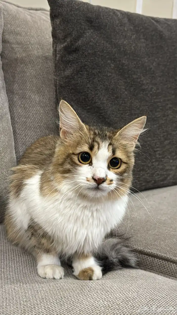 قطط للتبني 2