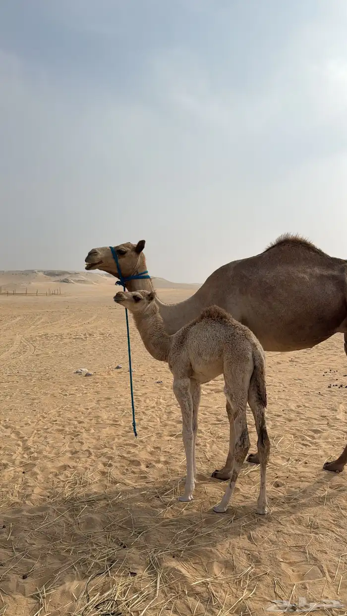 سبق عماني ه اصيله طيبه بكر تحتها قعود 0