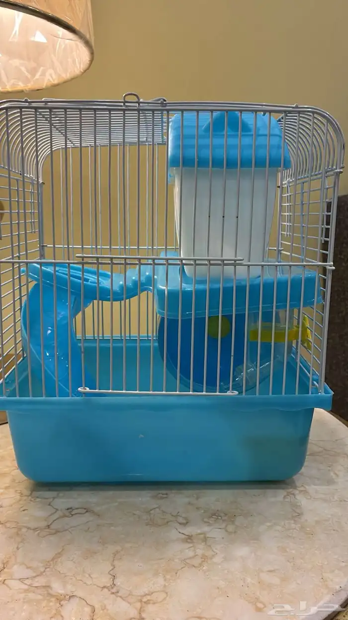 هامستر روسي 2