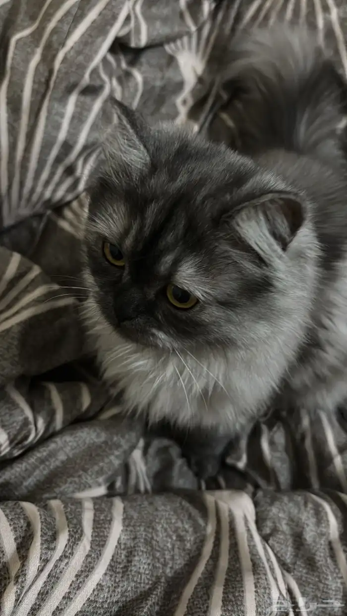 قطه لتبني السبب انها طالبه تزاوج وماقدر عالمسؤوليه ومعه دف 0