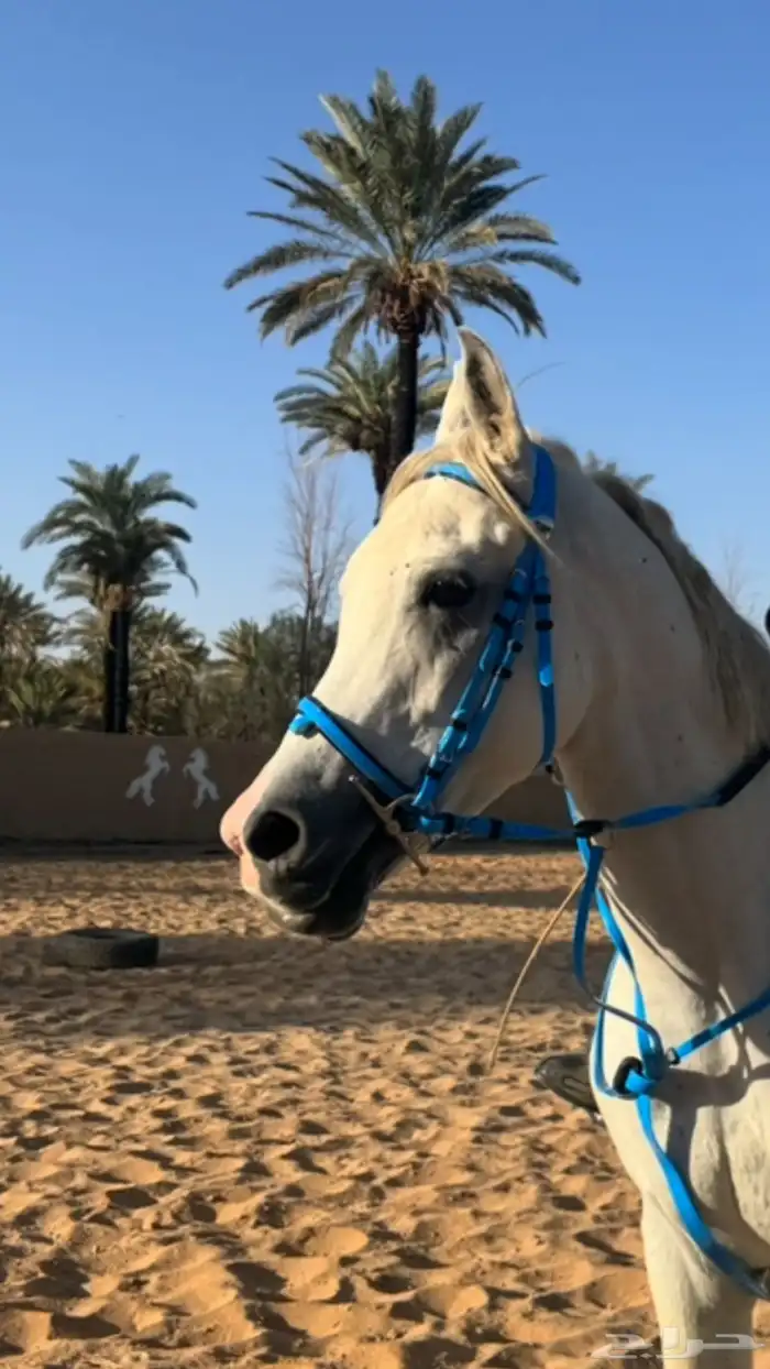 حصان شعبي للبيع 2