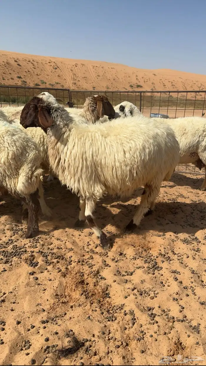 شياة نعيم مواليد منوة القناي 1