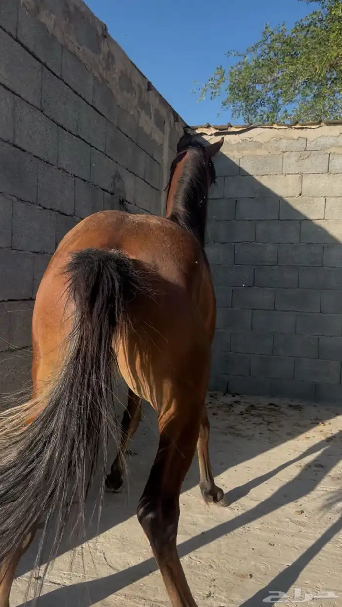 مهر شعبي من فواخر الشعبيات 2