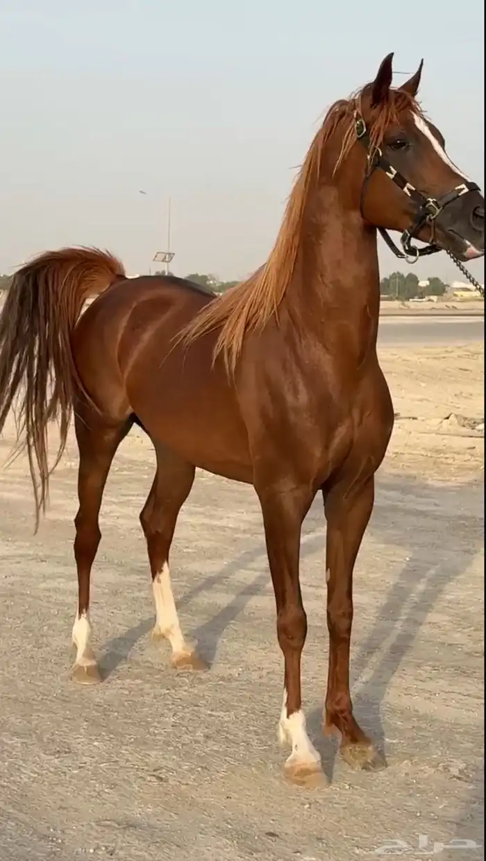 حصان عربي شعبي - 4 سنوات 1