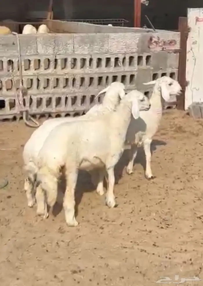 خرفان ورخال للبيع شي نظيف 0