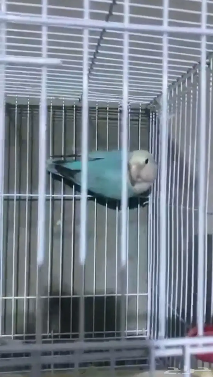 طيور روز للبيع مستعجل 2