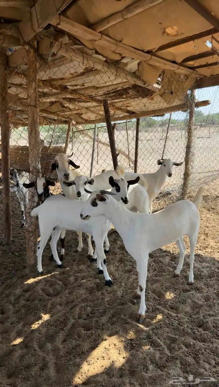 جفار كحل صنف العدد (5) جفار مع عدد (1) تيس فحل أكحل لتأسيس 3