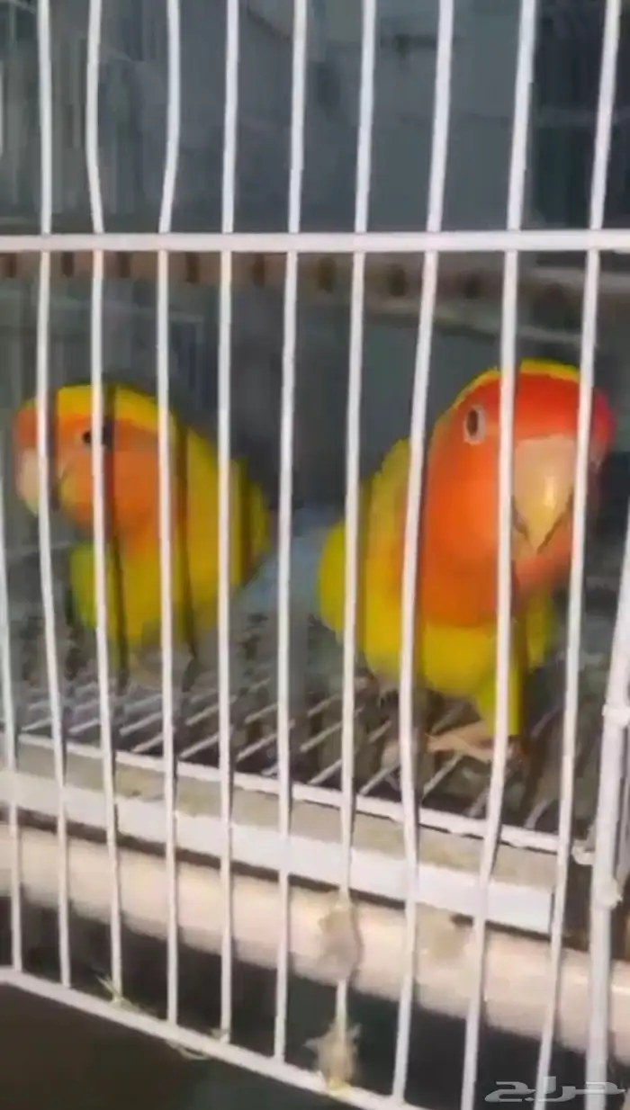 طيور روز زوج للبيع المستعجل 0