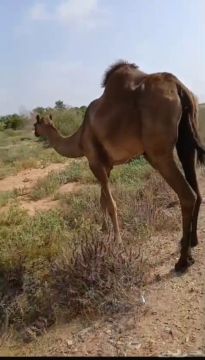 ناقة حمراء سديس جنب في 4 شهور 1