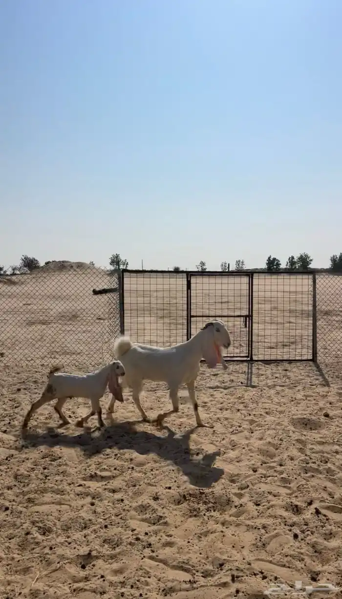 عنز فاخره جرم كفووو تحتها تيس شهرين فل 4