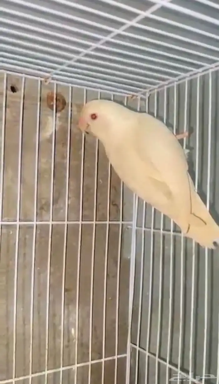 طيور روز للبيع مستعجل 4