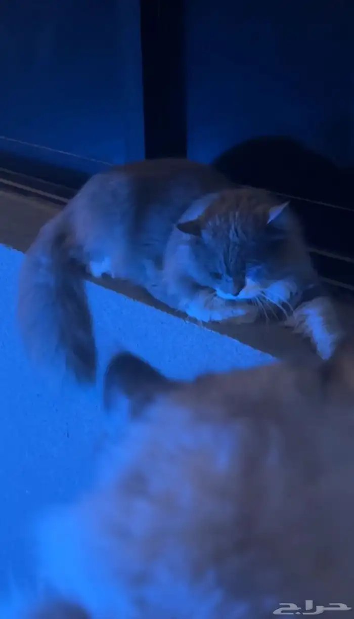 قطوه ضايعه ولي العهد 1