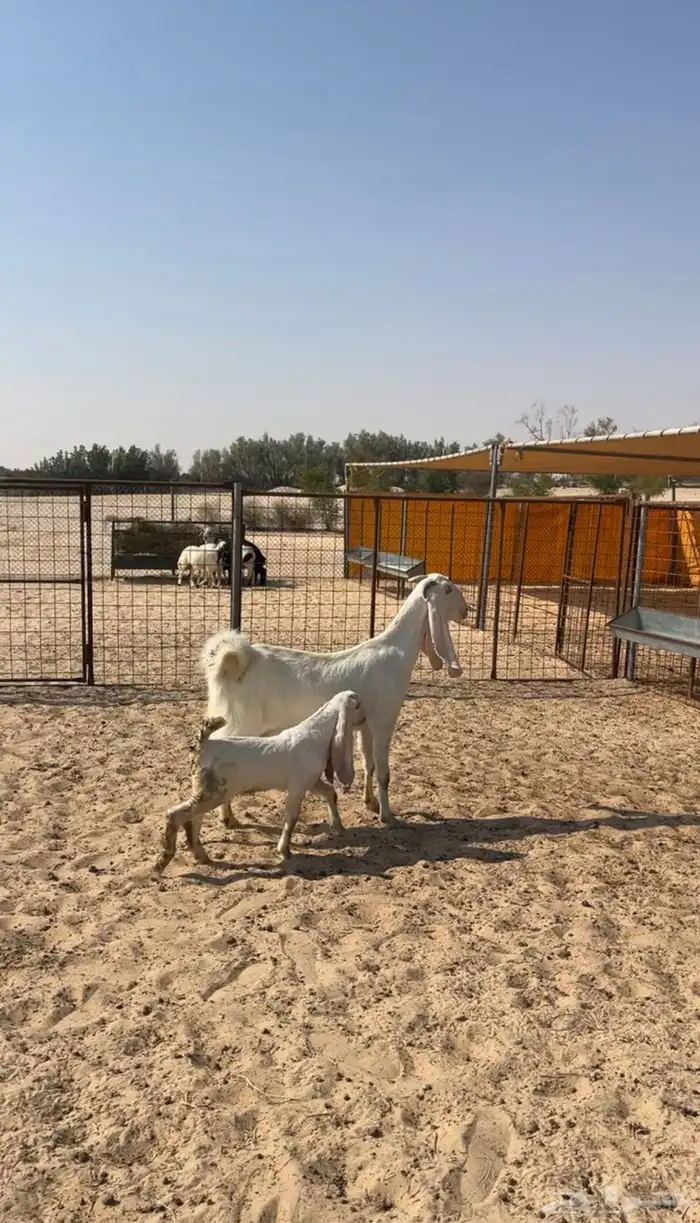 عنز فاخره جرم كفووو تحتها تيس شهرين فل 0