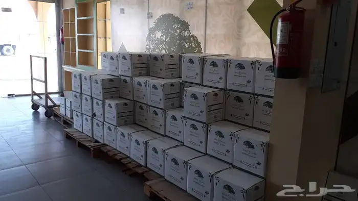 زيت زيتون بسيطا معصرة الجريد عصرة جديدة 1447ه 39