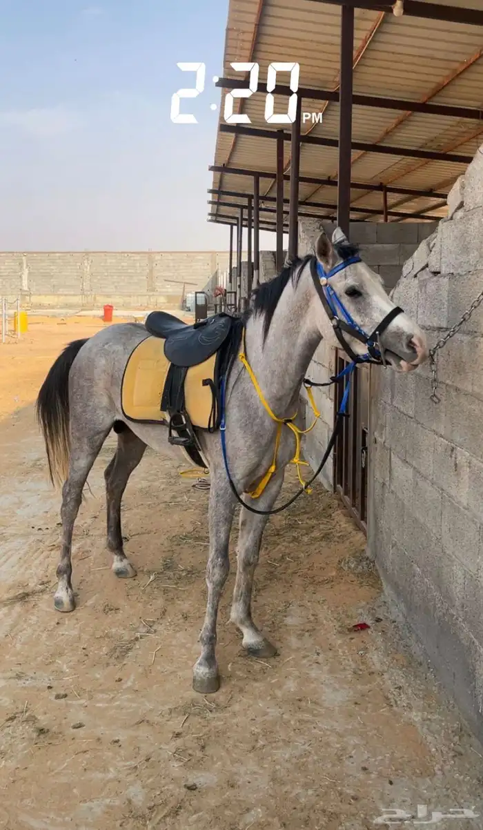حصان مكس بدون أوراق للبيع وماشاءالله لعب وشوال وشخره خفيفه 2