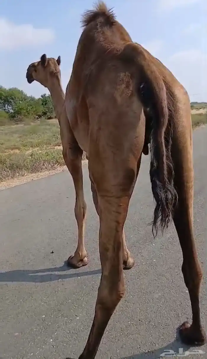 ناقة حمراء سديس جنب في 4 شهور 0