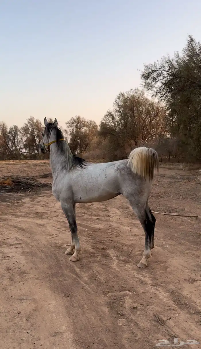 خيل شعبي شيخ للبيع 1