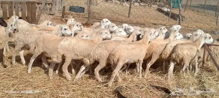 رخال رفيدي من 550 ريال 0