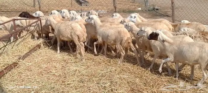 رخال رفيدي من 550 ريال 2