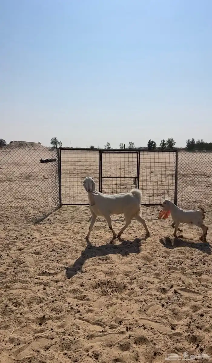 عنز فاخره جرم كفووو تحتها تيس شهرين فل 2