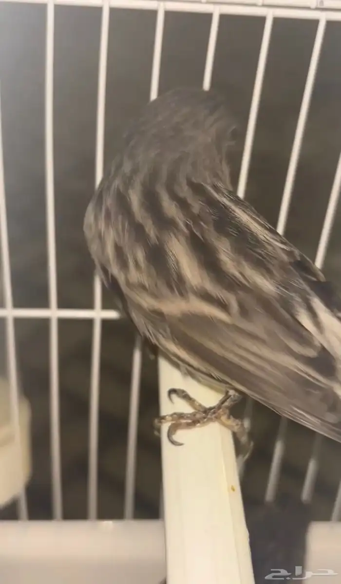 طير كناري للبيع 2