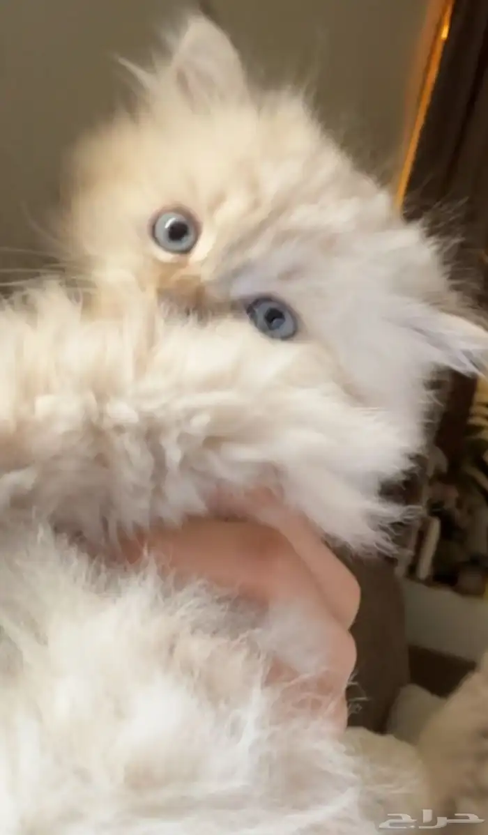 قطة مهجنه سكوتش ستريت هملايا مون فيس شهر ونص 0