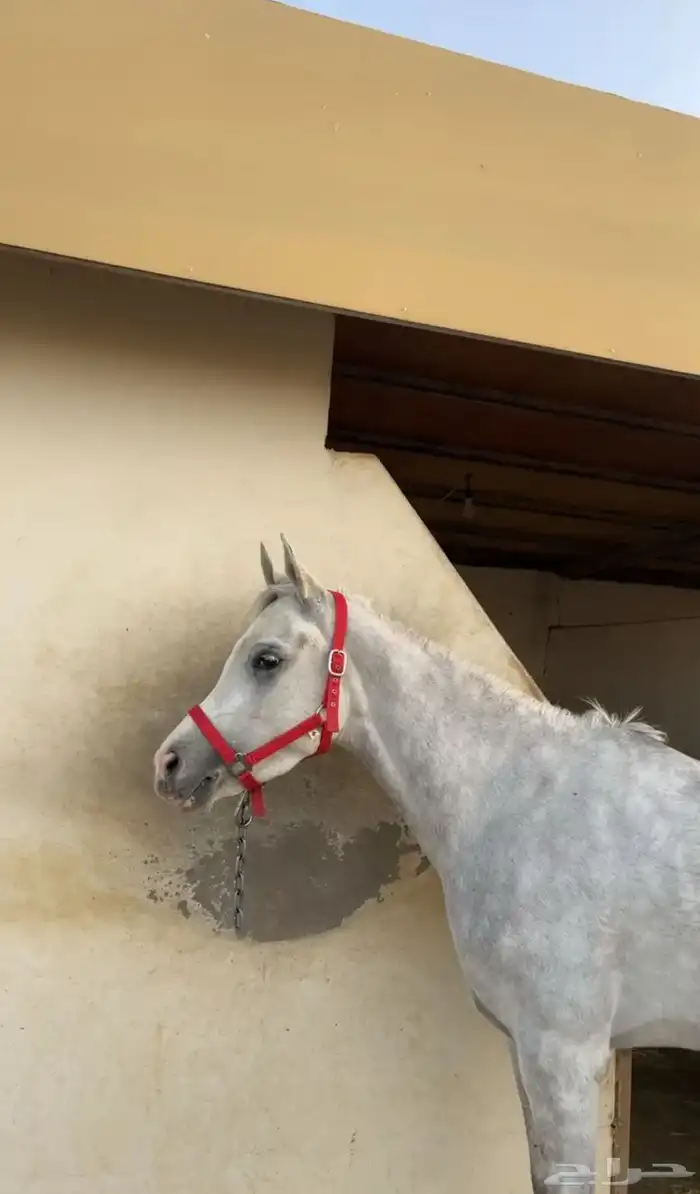 فرس من نوادر الشعبي 4