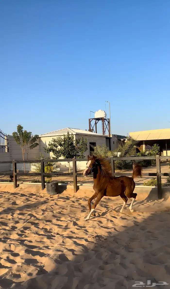 فرس شعبيه ومهرتها 3