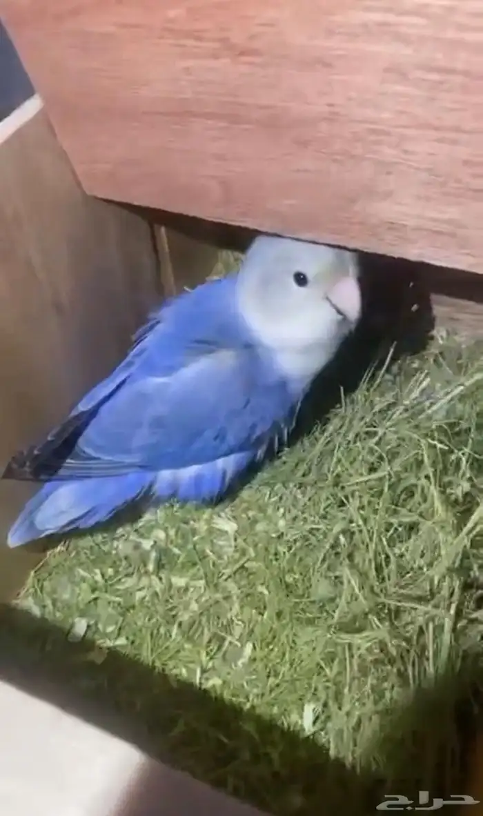 طيور روز للبيع مستعجل 3