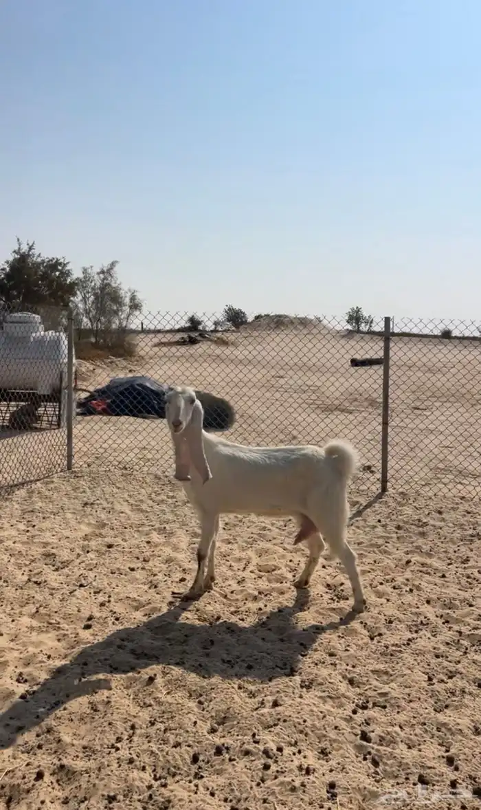 عنز فاخره جرم كفووو تحتها تيس شهرين فل 1