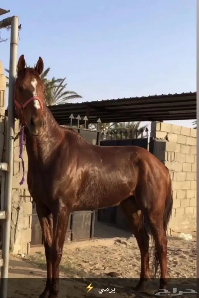 حصان شعبي كفو كفو العمر 5سنوات ويركبه صغير و الكبير 2